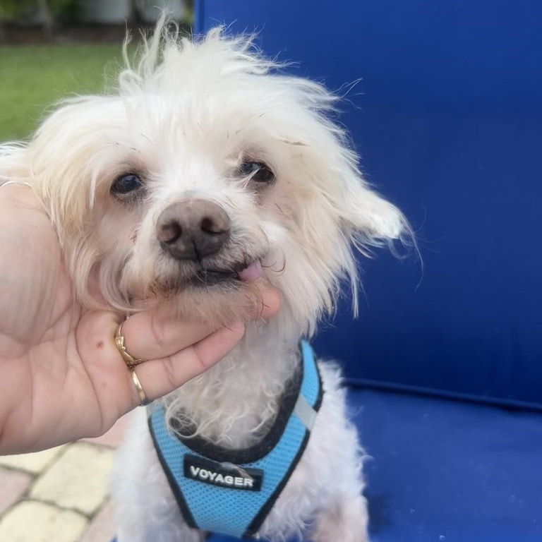 Dog for adoption Max, a Shih poo in Cape Coral, FL Petfinder
