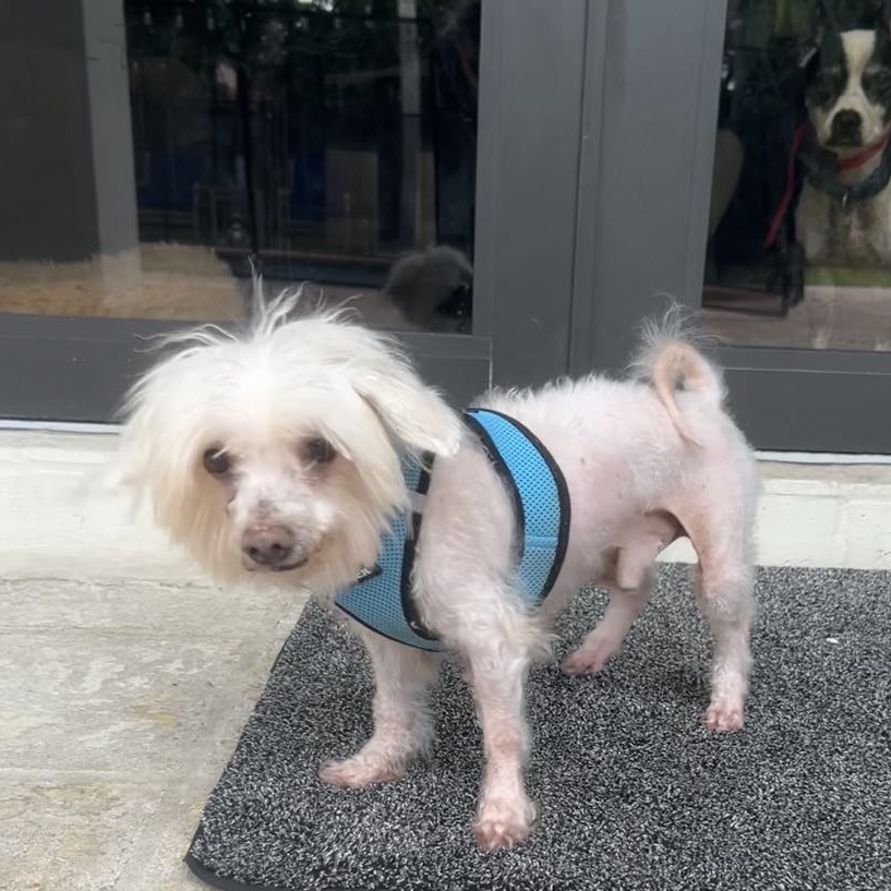 Dog for adoption Max, a Shih poo in Cape Coral, FL Petfinder