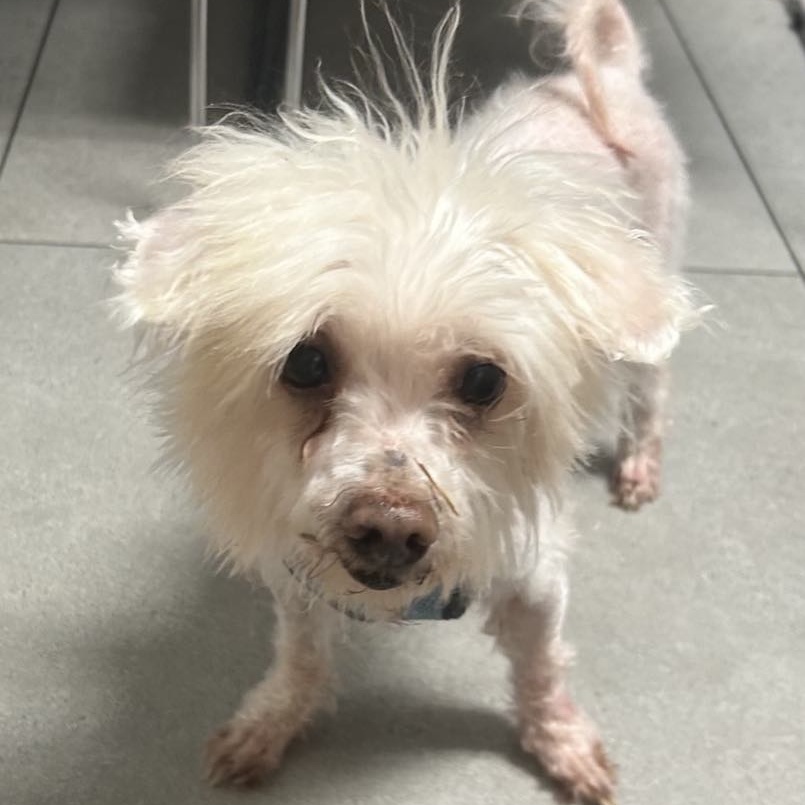 Dog for adoption Max, a Shih poo in Cape Coral, FL Petfinder