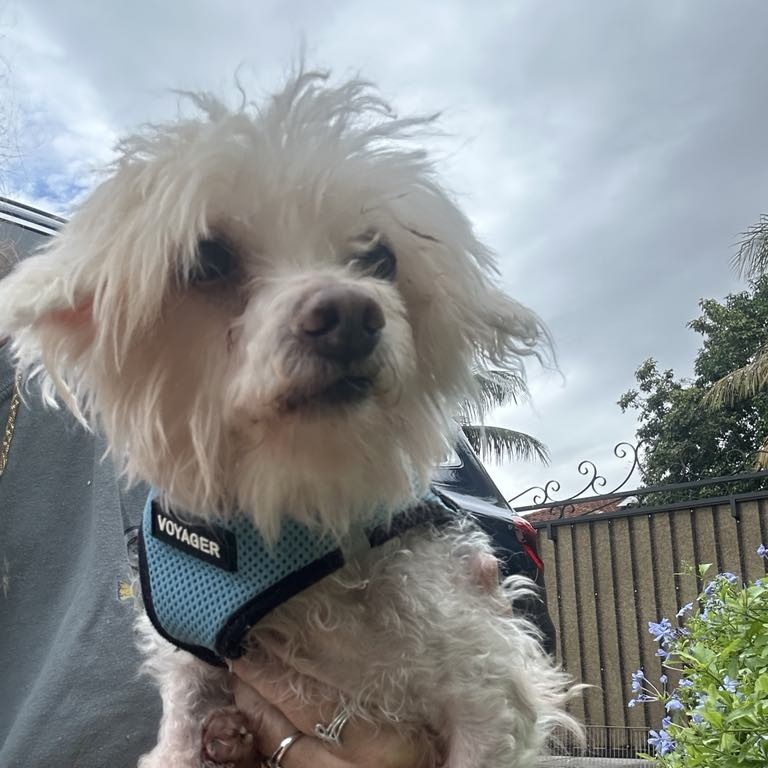 Dog for adoption Max, a Shih poo in Cape Coral, FL Petfinder