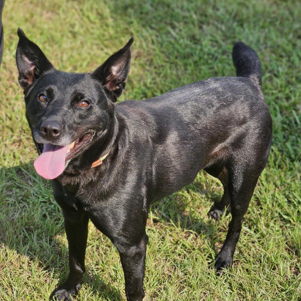 Molly, a Adoptable mixed breed in Hattiesburg, MS image 1/6