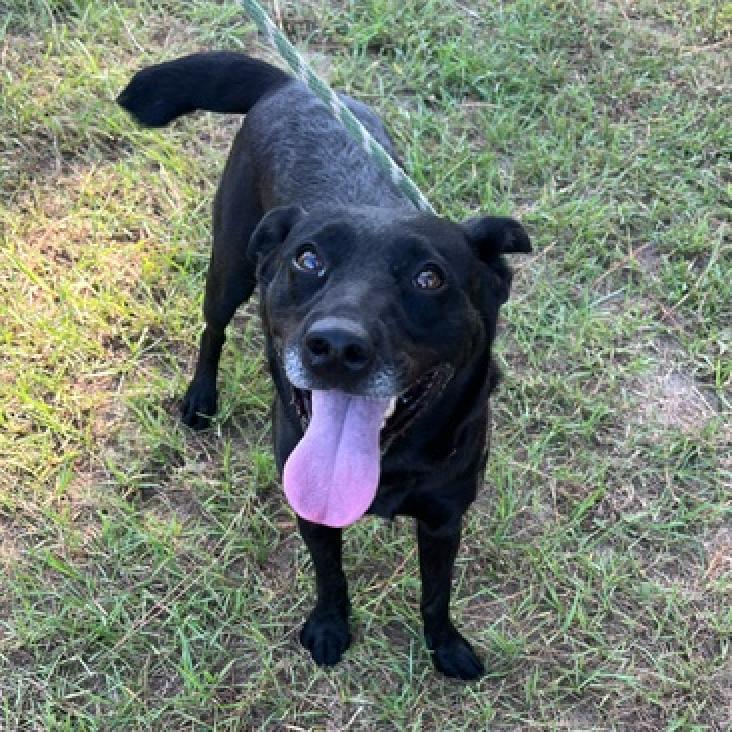Molly, a Adoptable mixed breed in Hattiesburg, MS image 2/6
