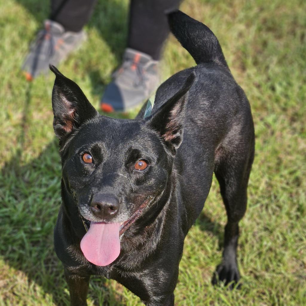 Enlarge Molly, a Adoptable mixed breed in Hattiesburg, MS image 1/6