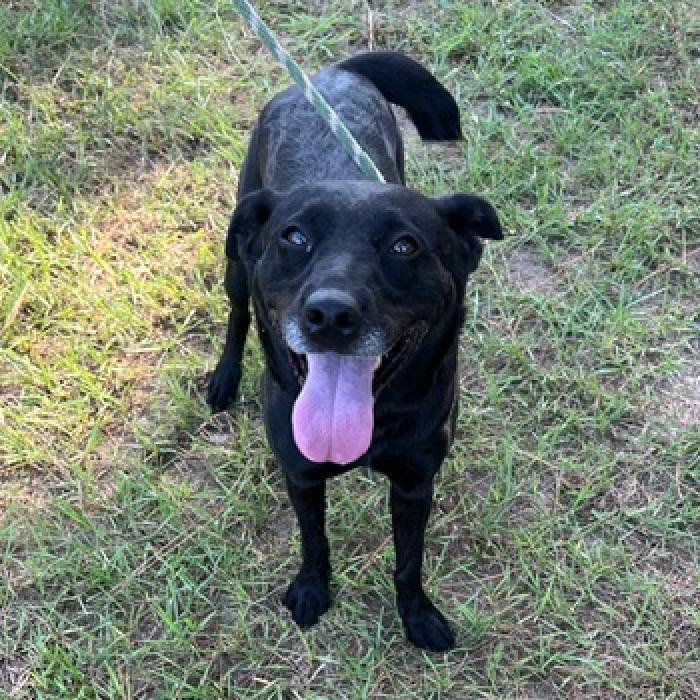 Molly, a Adoptable mixed breed in Hattiesburg, MS image 3/6