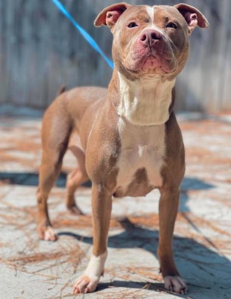 Enlarge AC-5109 "Sadie", a Adoptable mixed breed in Conyers, GA image 3/3