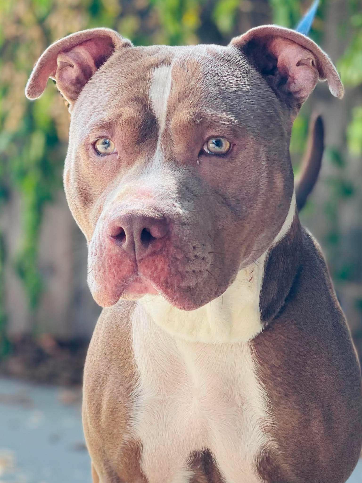 AC-5109 "Sadie", Adoptable, Adult Female Pit Bull Terrier.