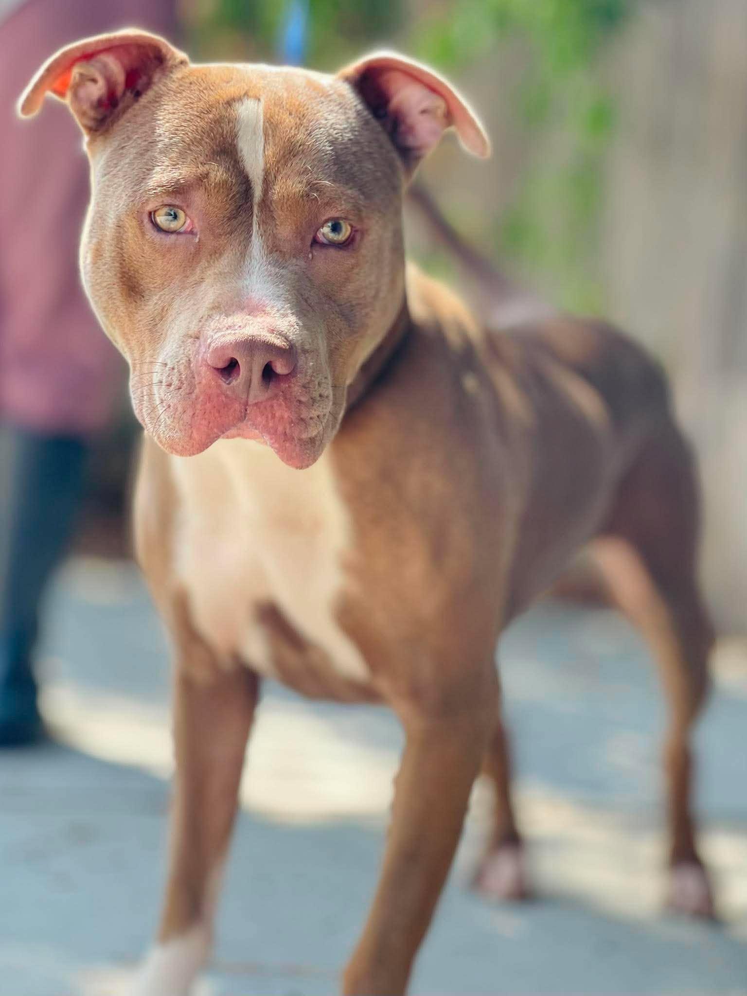 Enlarge AC-5109 "Sadie", a Adoptable mixed breed in Conyers, GA image 2/3