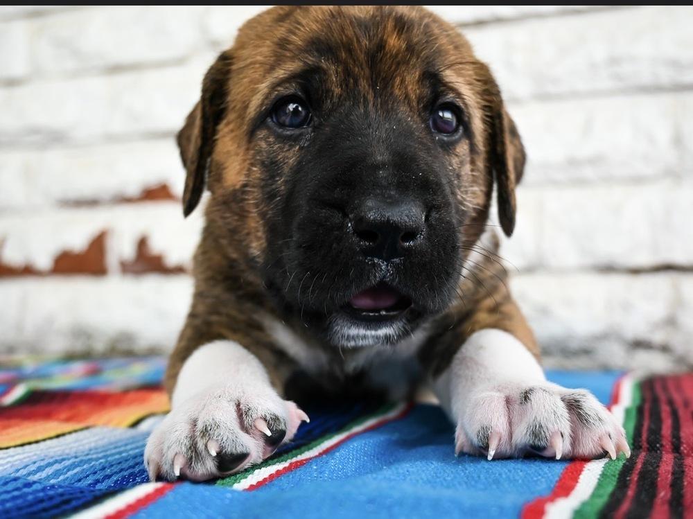Enlarge Nacho, a Adoptable mixed breed in Warr Acres, OK image 1/6