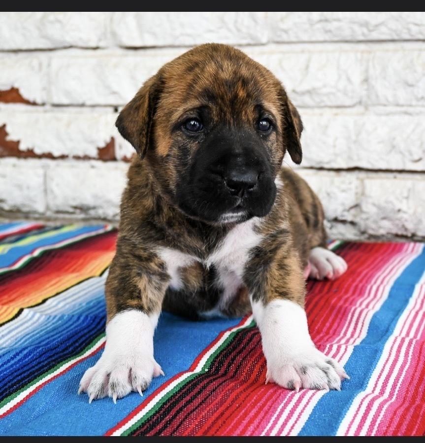 Enlarge Nacho, a Adoptable mixed breed in Warr Acres, OK image 2/6