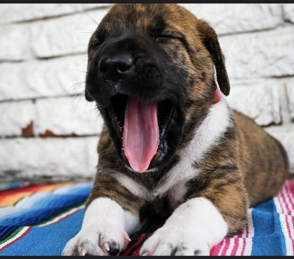 Enlarge Nacho, a Adoptable mixed breed in Warr Acres, OK image 3/6