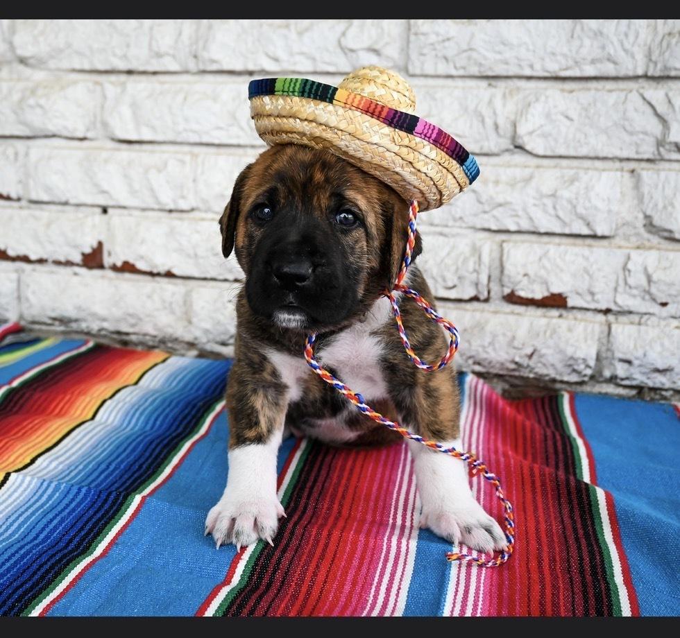 Enlarge Nacho, a Adoptable mixed breed in Warr Acres, OK image 4/6