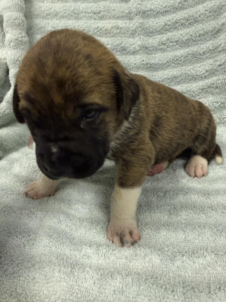 Enlarge Nacho, a Adoptable mixed breed in Warr Acres, OK image 5/6