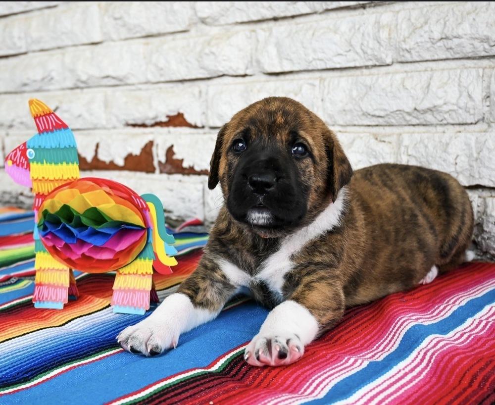 Enlarge Nacho, a Adoptable mixed breed in Warr Acres, OK image 6/6