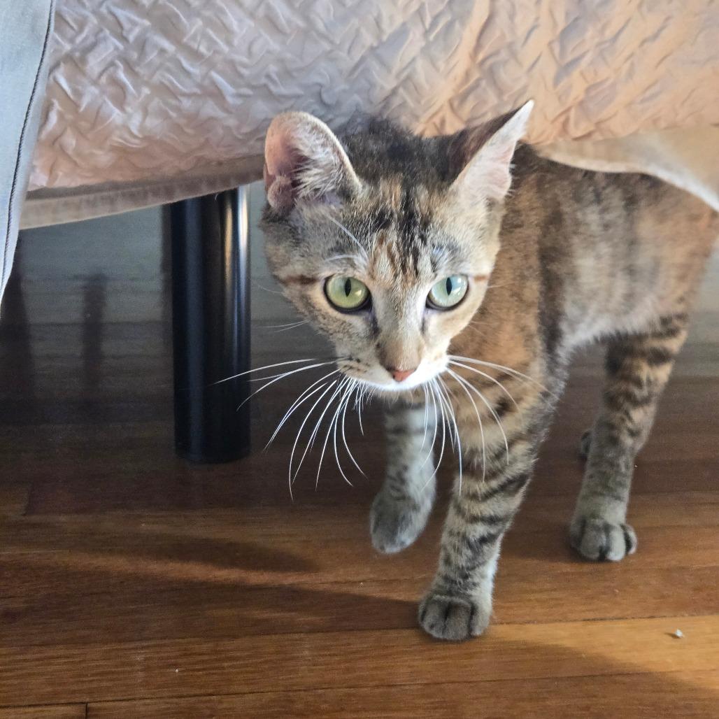 Enlarge Goldie, a Adoptable Domestic Short Hair in Chicago, IL image 1/2