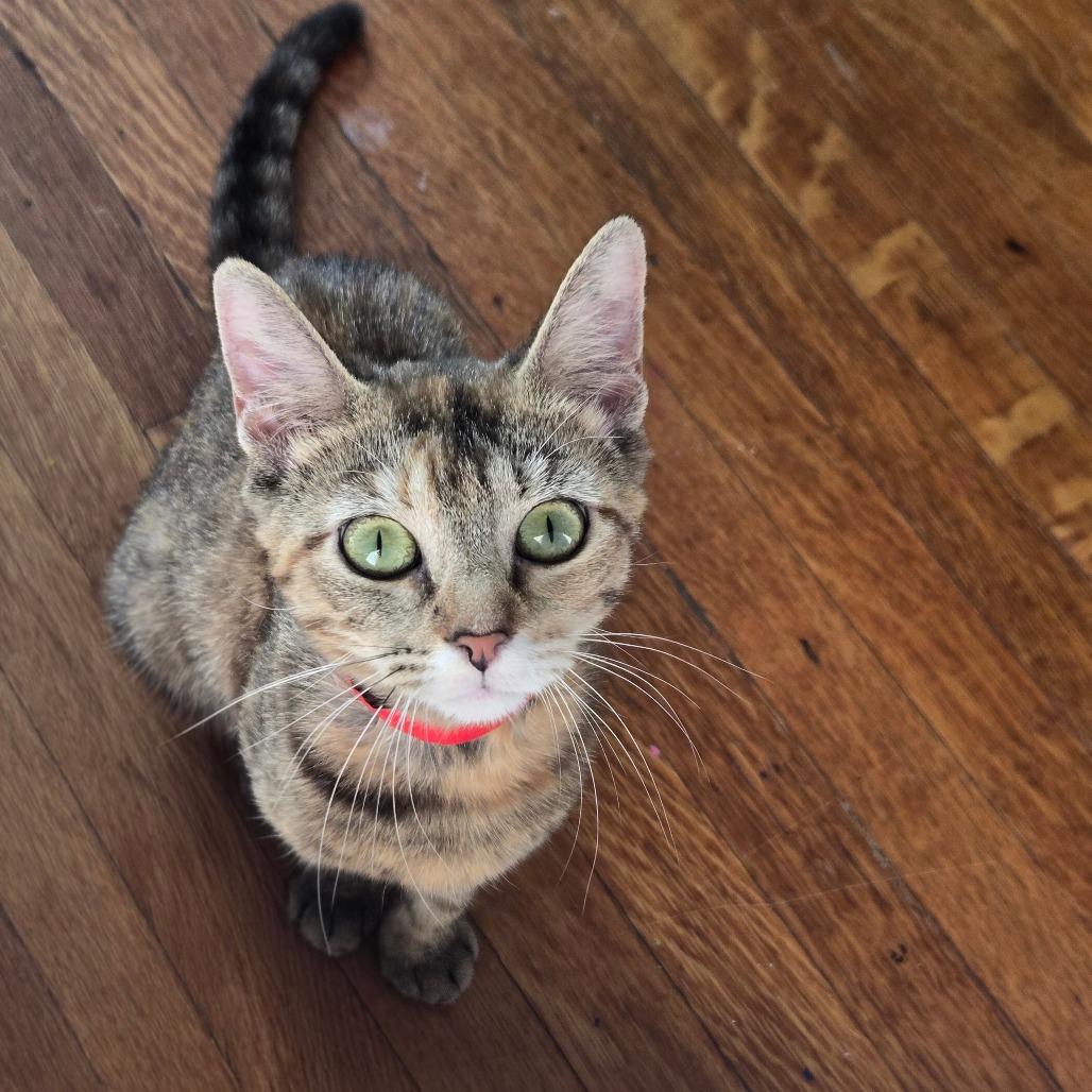 Enlarge Goldie, a Adoptable Domestic Short Hair in Chicago, IL image 2/2