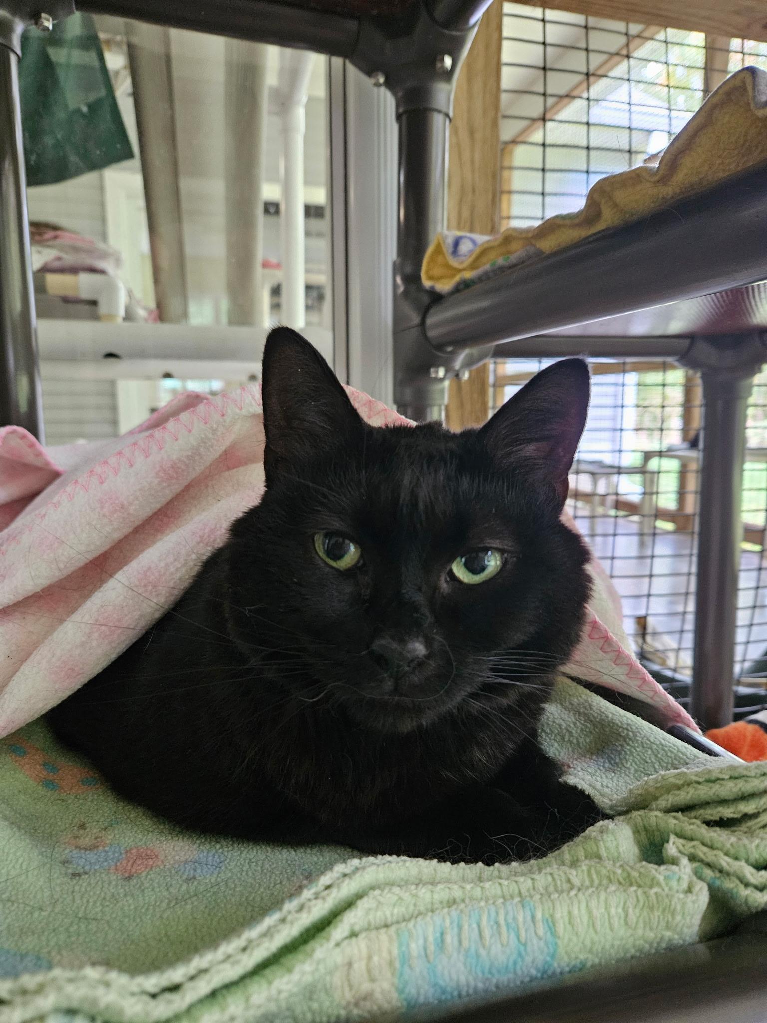 Dolly, Adoptable, Adult Female Domestic Short Hair.