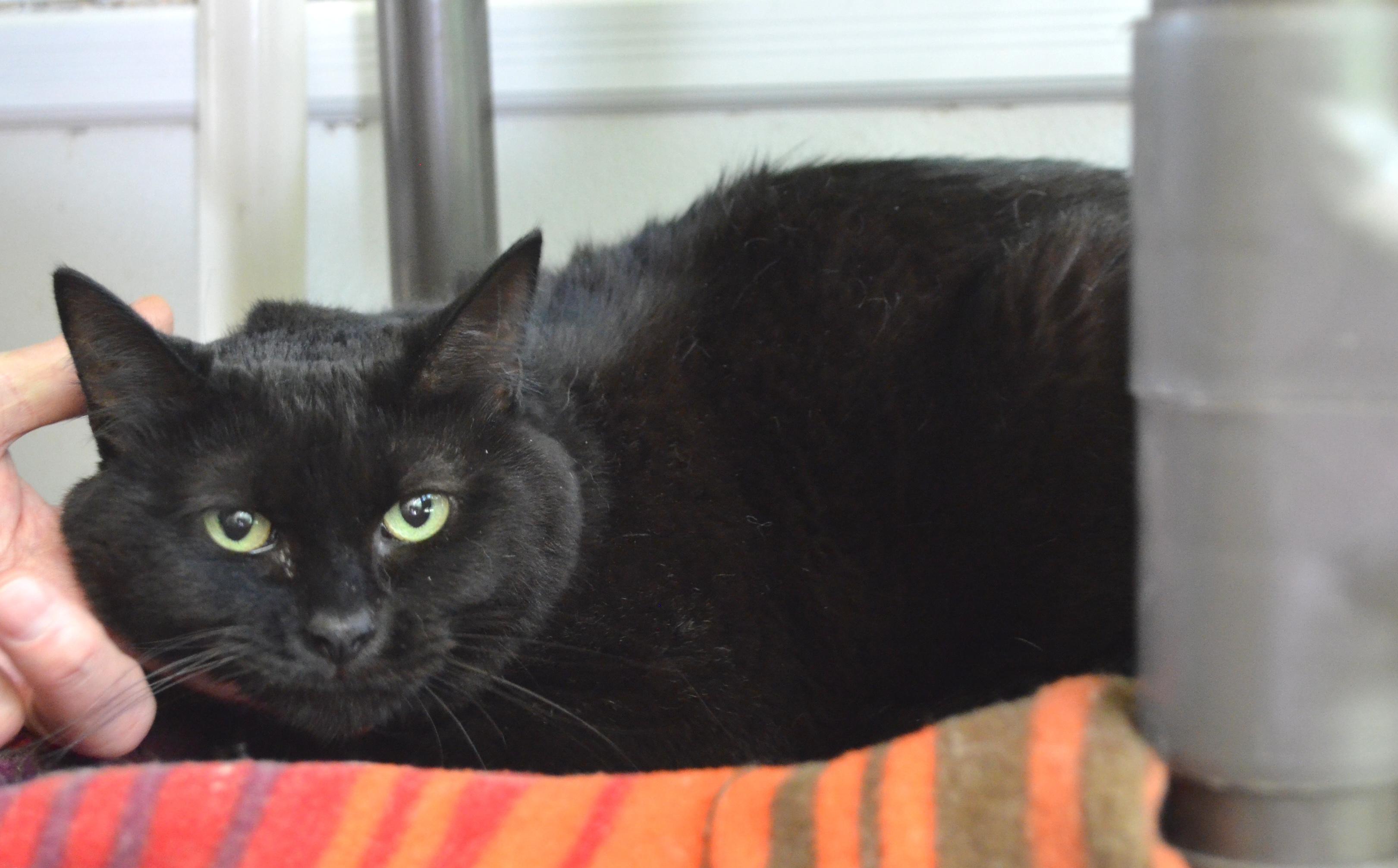 Enlarge Dolly, a Adoptable Domestic Short Hair in Westbrook, CT image 3/3