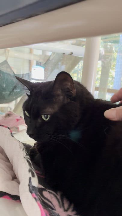 Enlarge Dolly, a Adoptable Domestic Short Hair in Westbrook, CT video 2/3