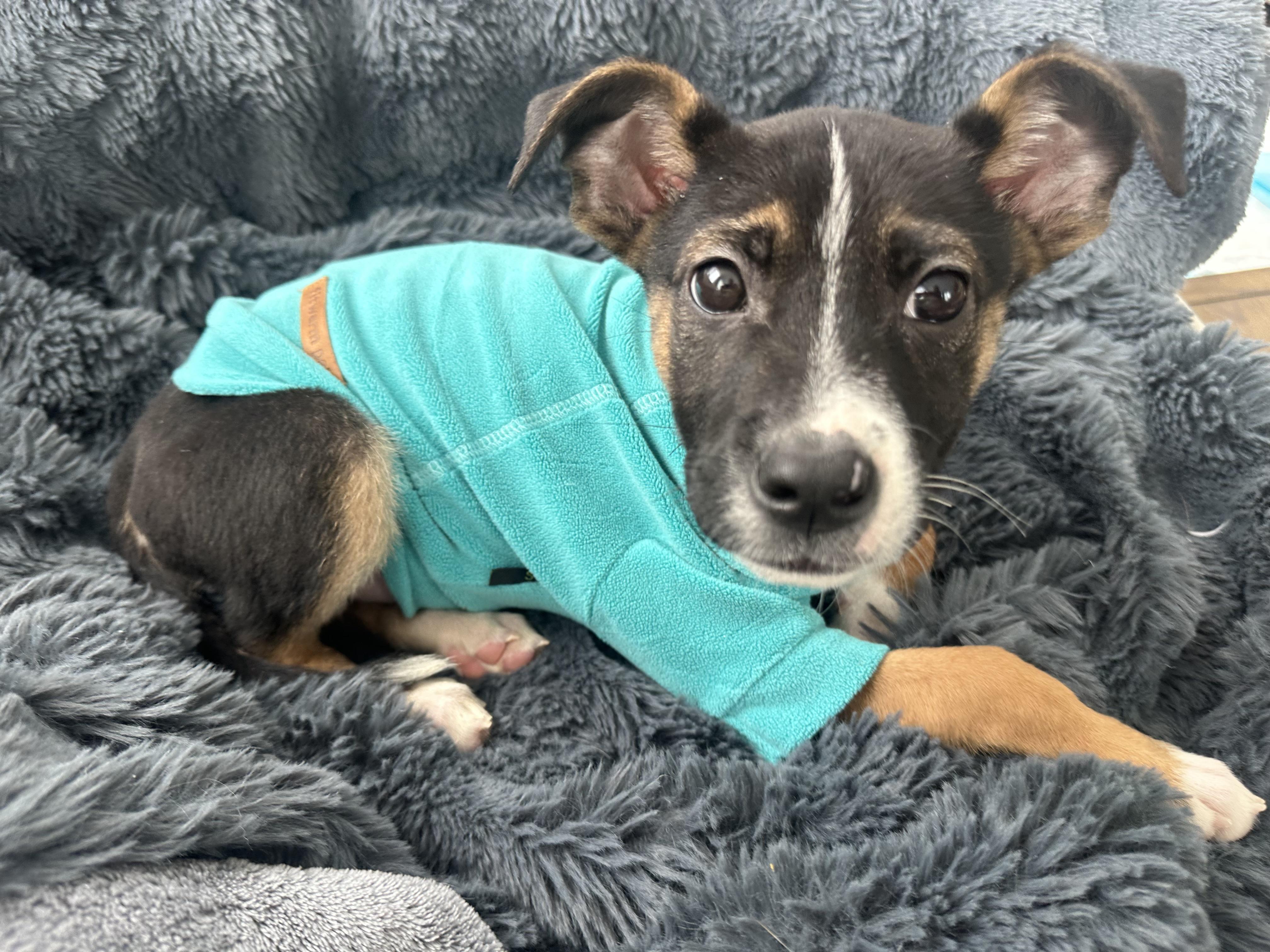 Cocoa, adopted, Puppy Female German Shepherd Dog & Mixed Breed.