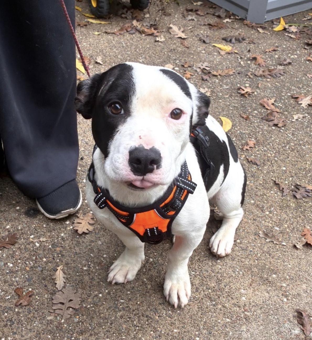 Gumdrop, ADOPTABLE, Young Male Corgi & Pit Bull Terrier.