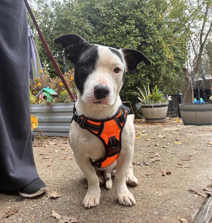 Gumdrop, a ADOPTABLE mixed breed in Davis, CA image 1/2