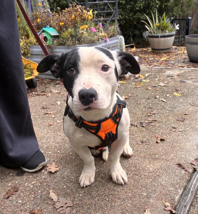 Gumdrop, a ADOPTABLE mixed breed in Davis, CA image 2/2