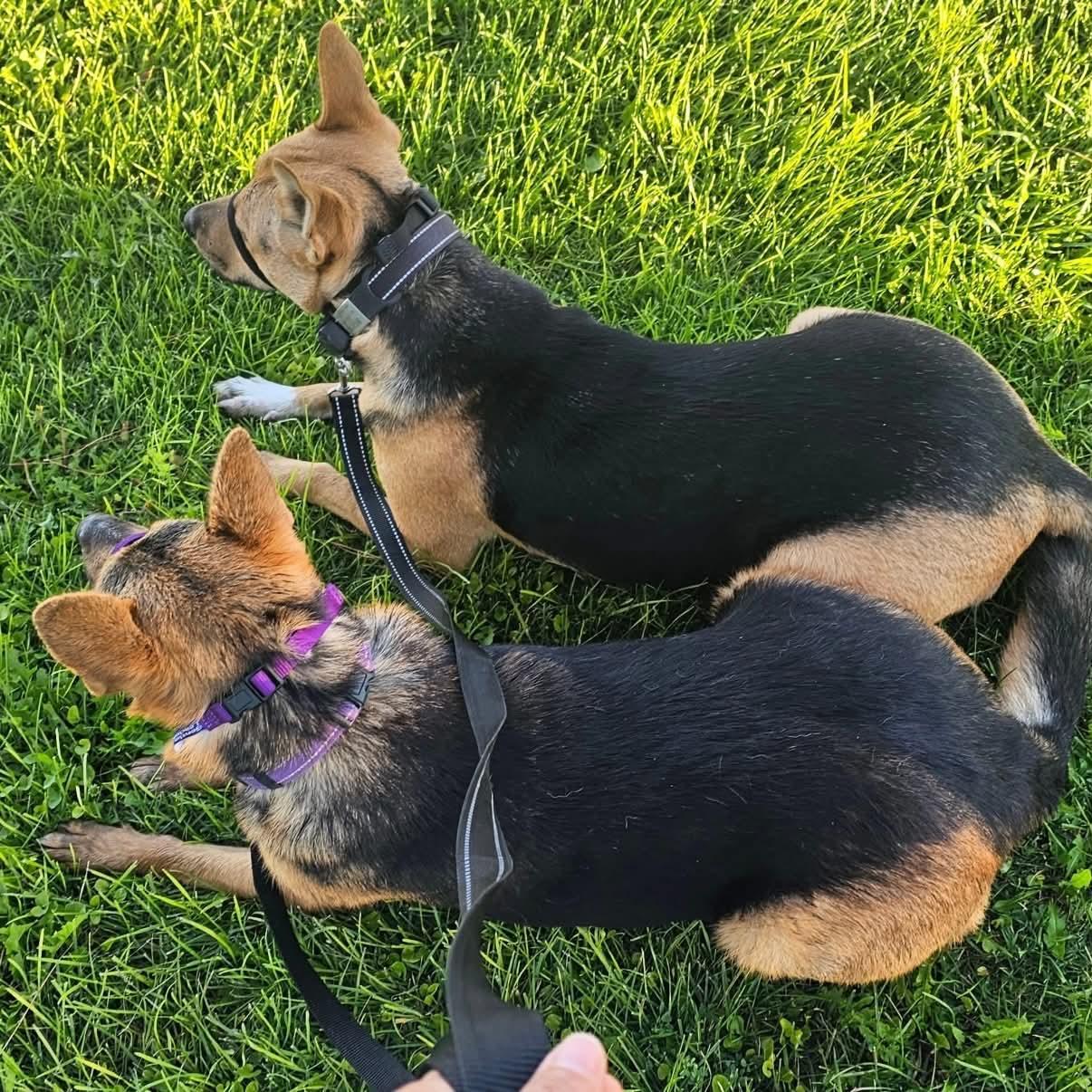 Enlarge Roxy & Max - COURTESY POST, a ADOPTABLE mixed breed in Boulder, CO image 4/6