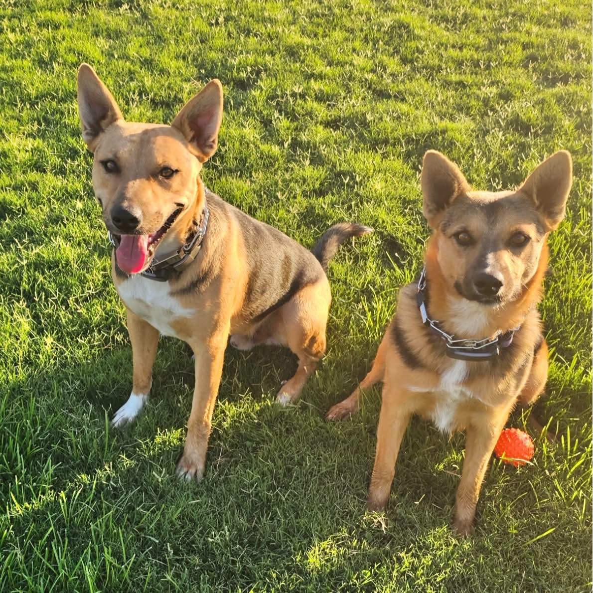 Enlarge Roxy & Max - COURTESY POST, a ADOPTABLE mixed breed in Boulder, CO image 2/6