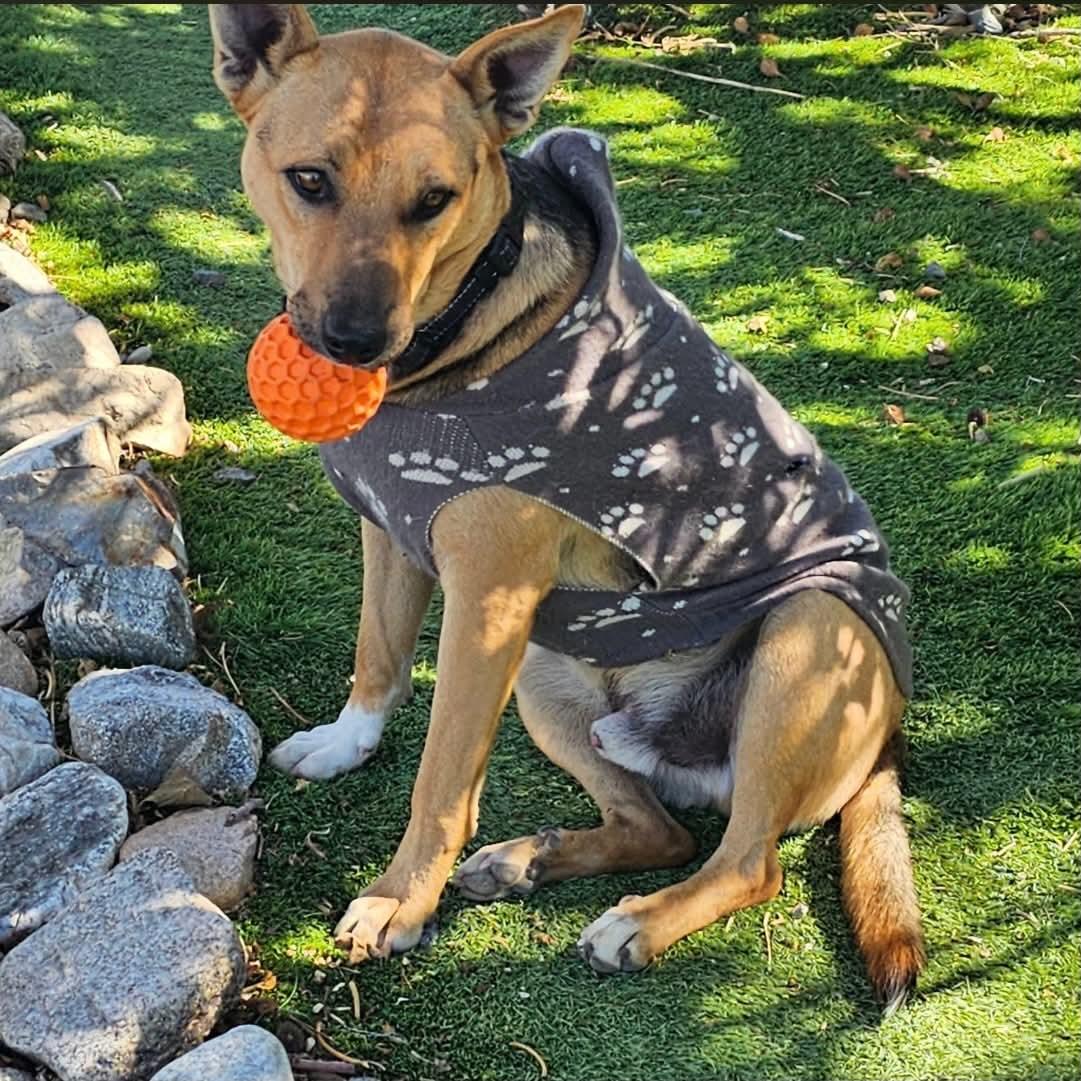 Enlarge Roxy & Max - COURTESY POST, a ADOPTABLE mixed breed in Boulder, CO image 6/6
