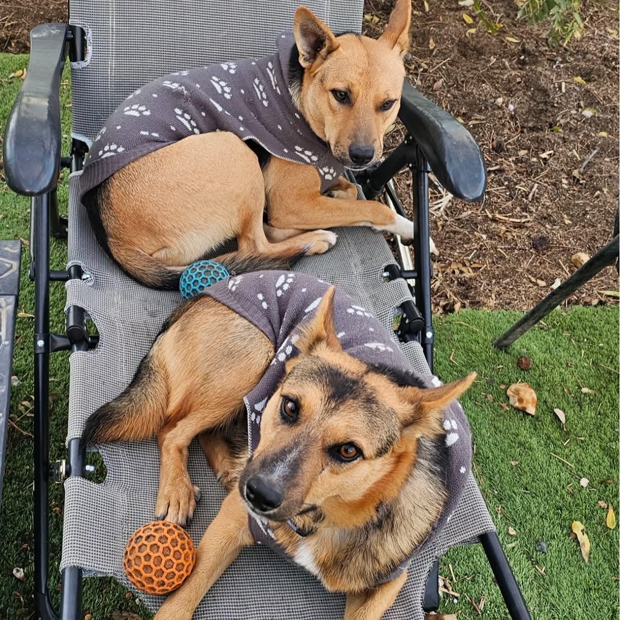 Enlarge Roxy & Max - COURTESY POST, a ADOPTABLE mixed breed in Boulder, CO image 3/6