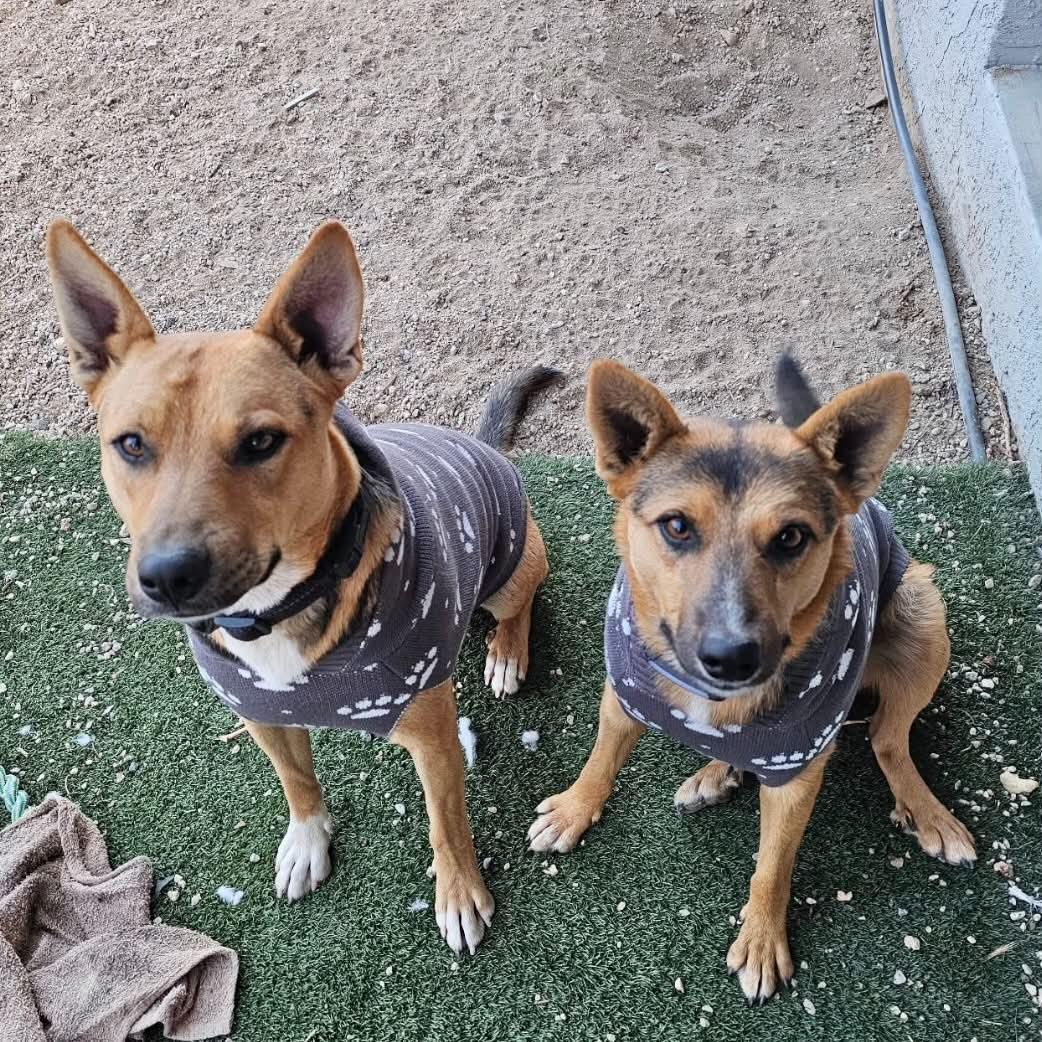 Roxy & Max - COURTESY POST, ADOPTABLE, Young Male German Shepherd Dog & Labrador Retriever.