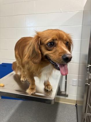 Enlarge Elena, a Adoptable mixed breed in Daphne, AL image 1/2