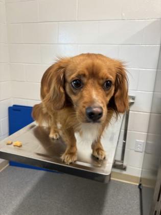 Enlarge Elena, a Adoptable mixed breed in Daphne, AL image 2/2