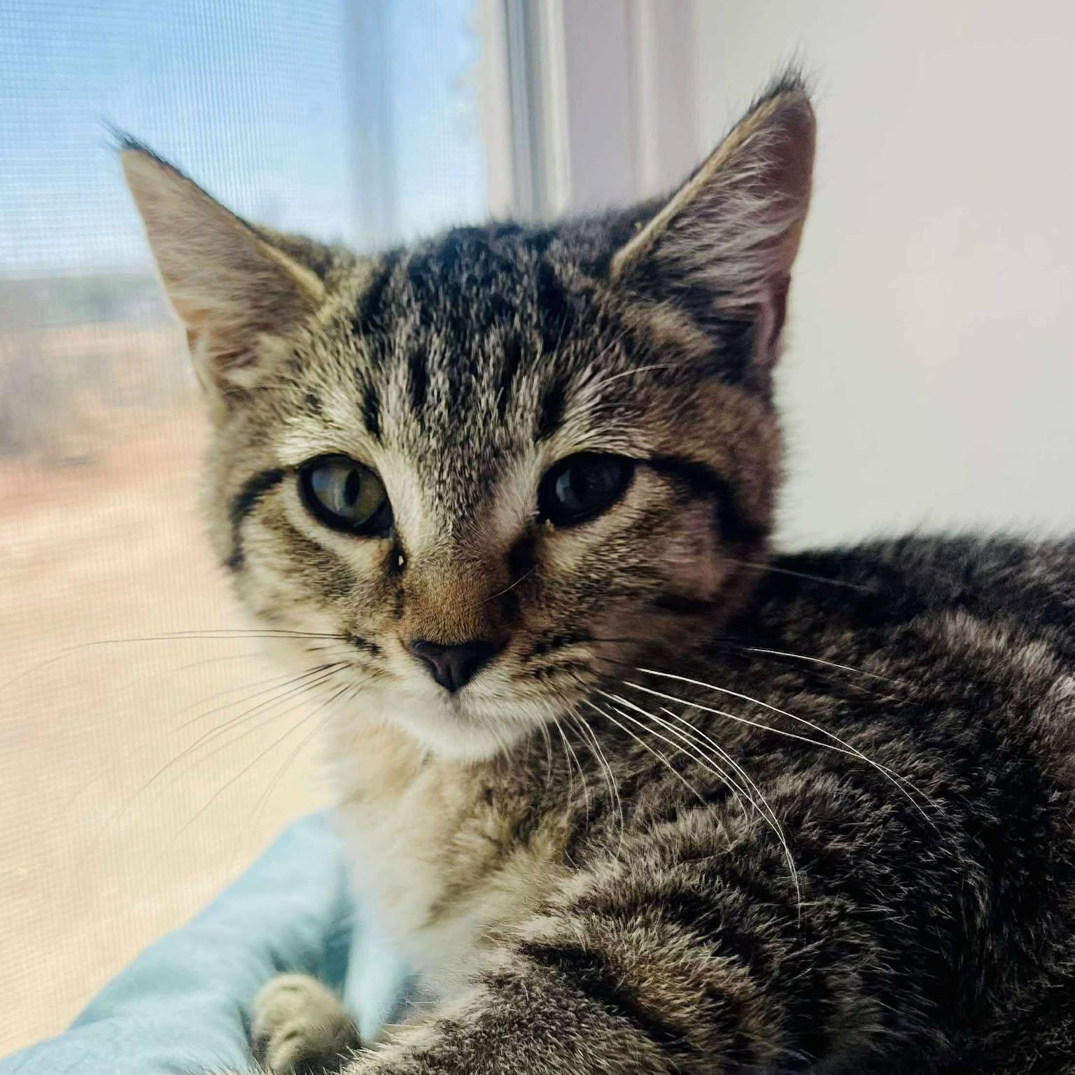 Hazel