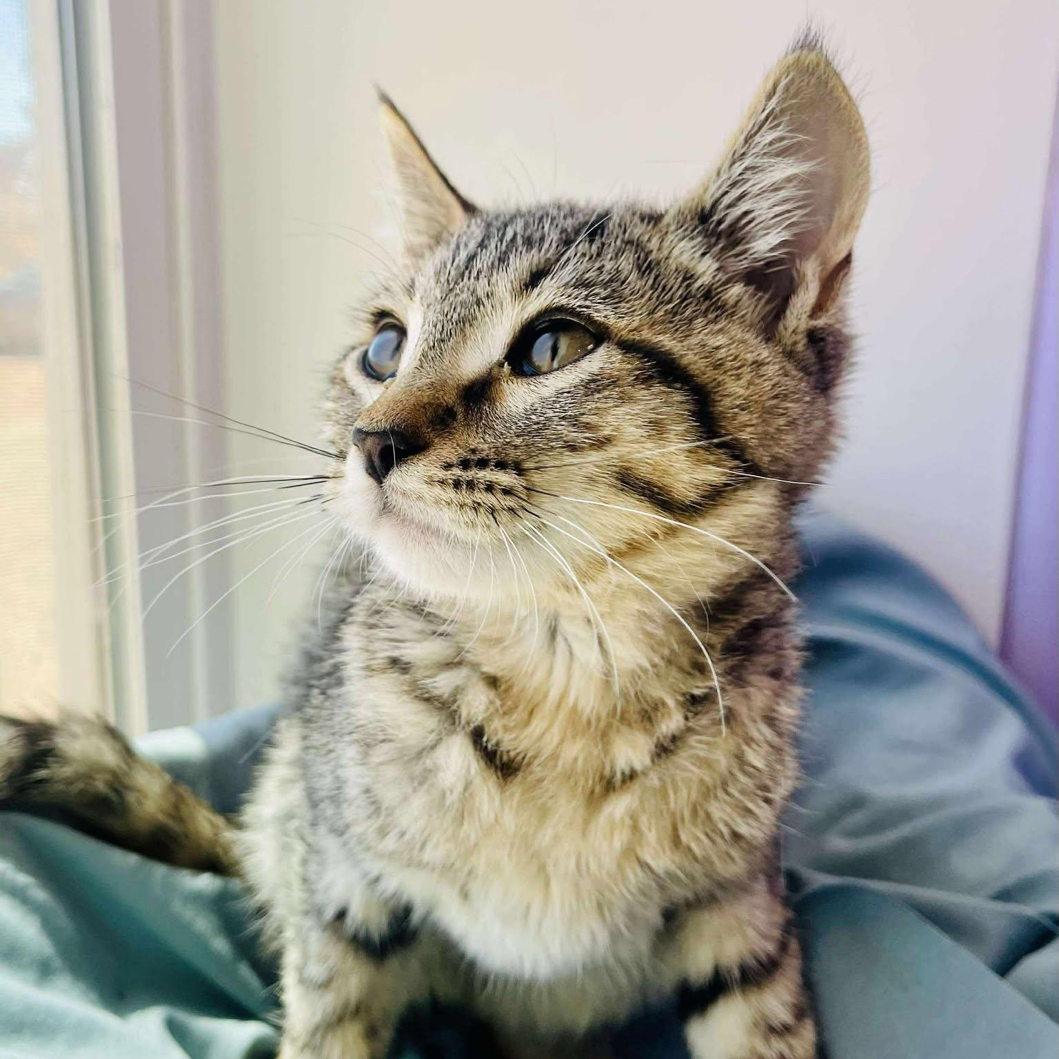 Hazel
