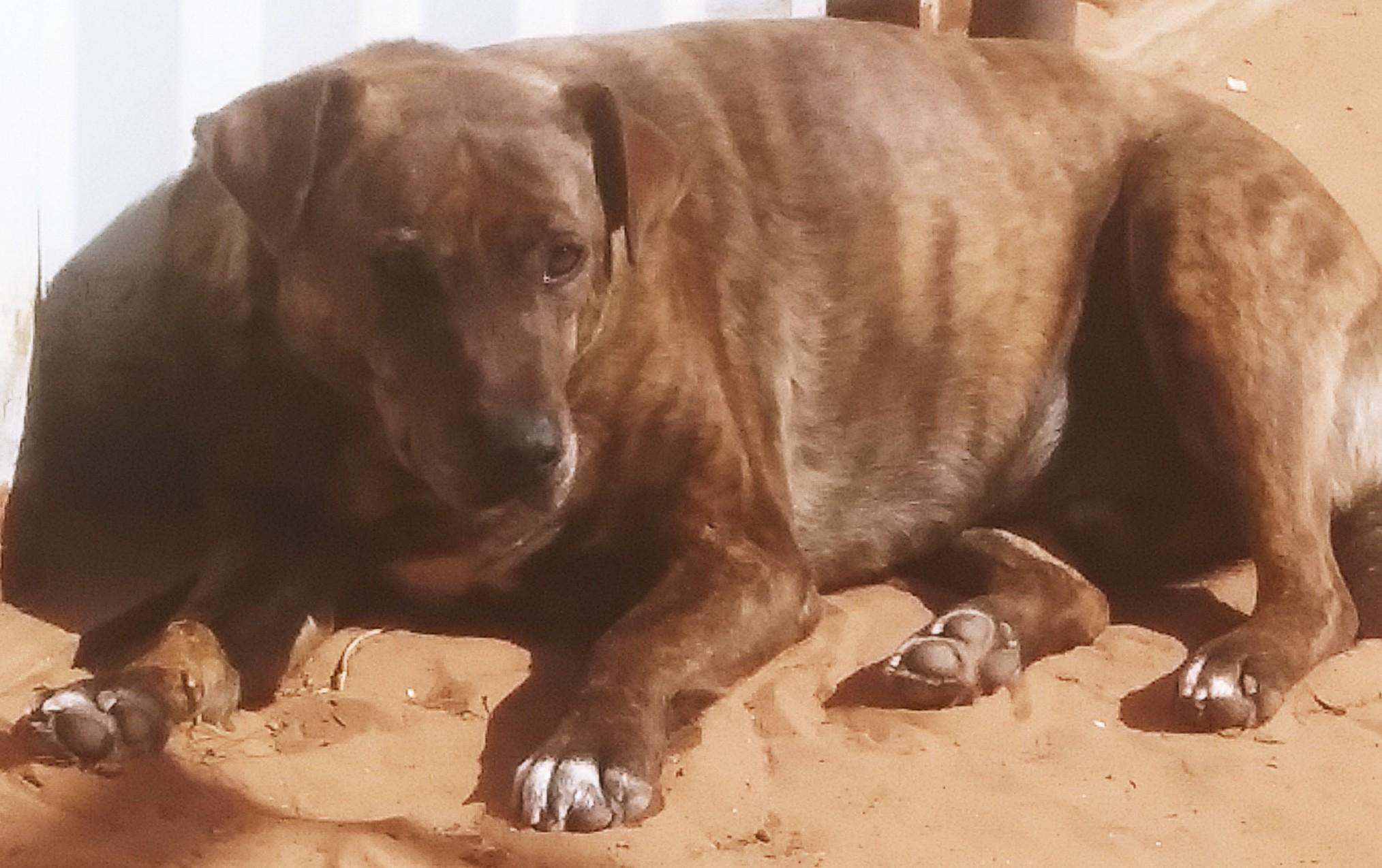 Enlarge Gingus, a Adoptable mixed breed in Anton, TX image 1/2