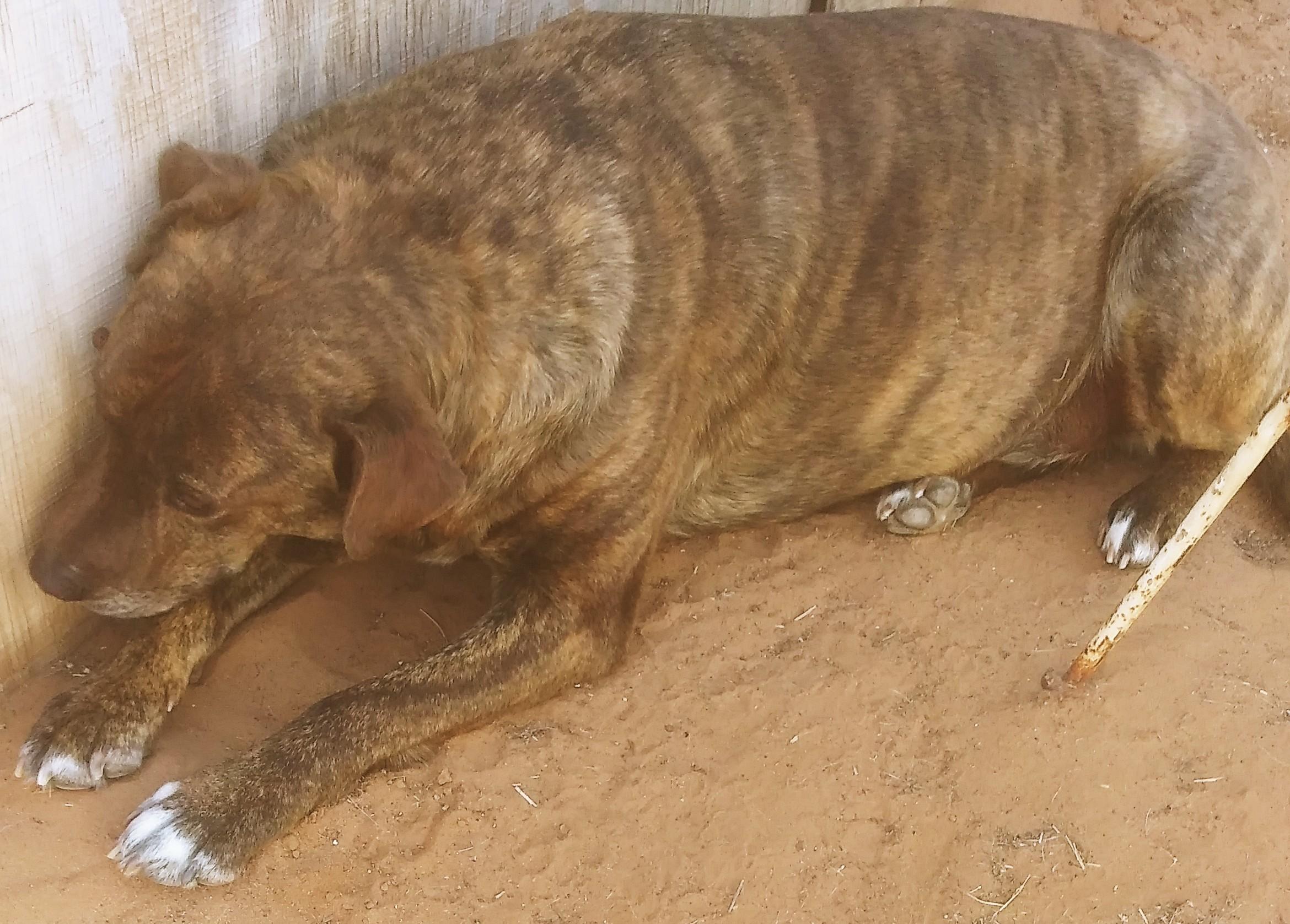Enlarge Gingus, a Adoptable mixed breed in Anton, TX image 2/2