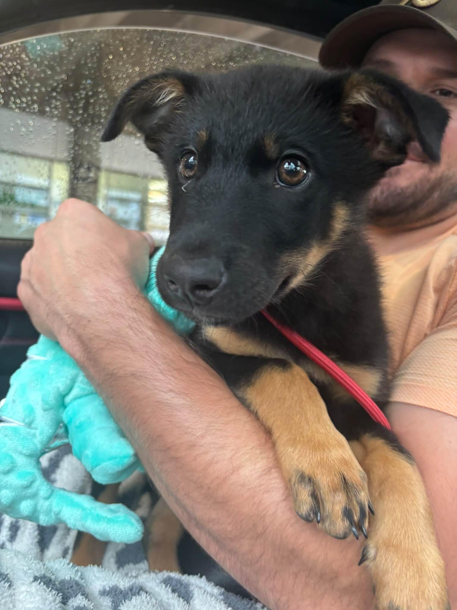 Lupin, Adopted, Puppy Male German Shepherd Dog.