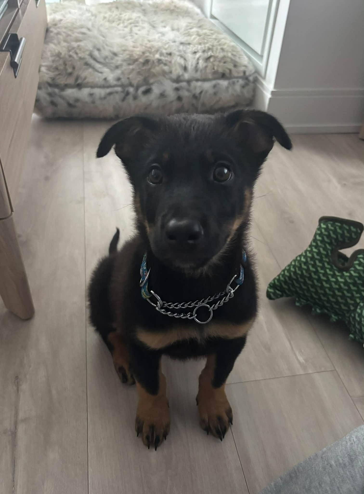 Enlarge Lupin, a Adopted mixed breed in Toronto, ON image 3/3