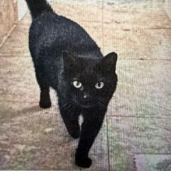 Sammy, Adoptable, Young Male Domestic Short Hair.