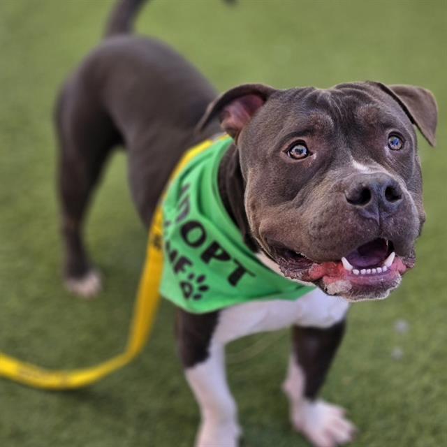 Enlarge WINSTON FURCHILL, a Adoptable mixed breed in Las Vegas, NV image 1/1