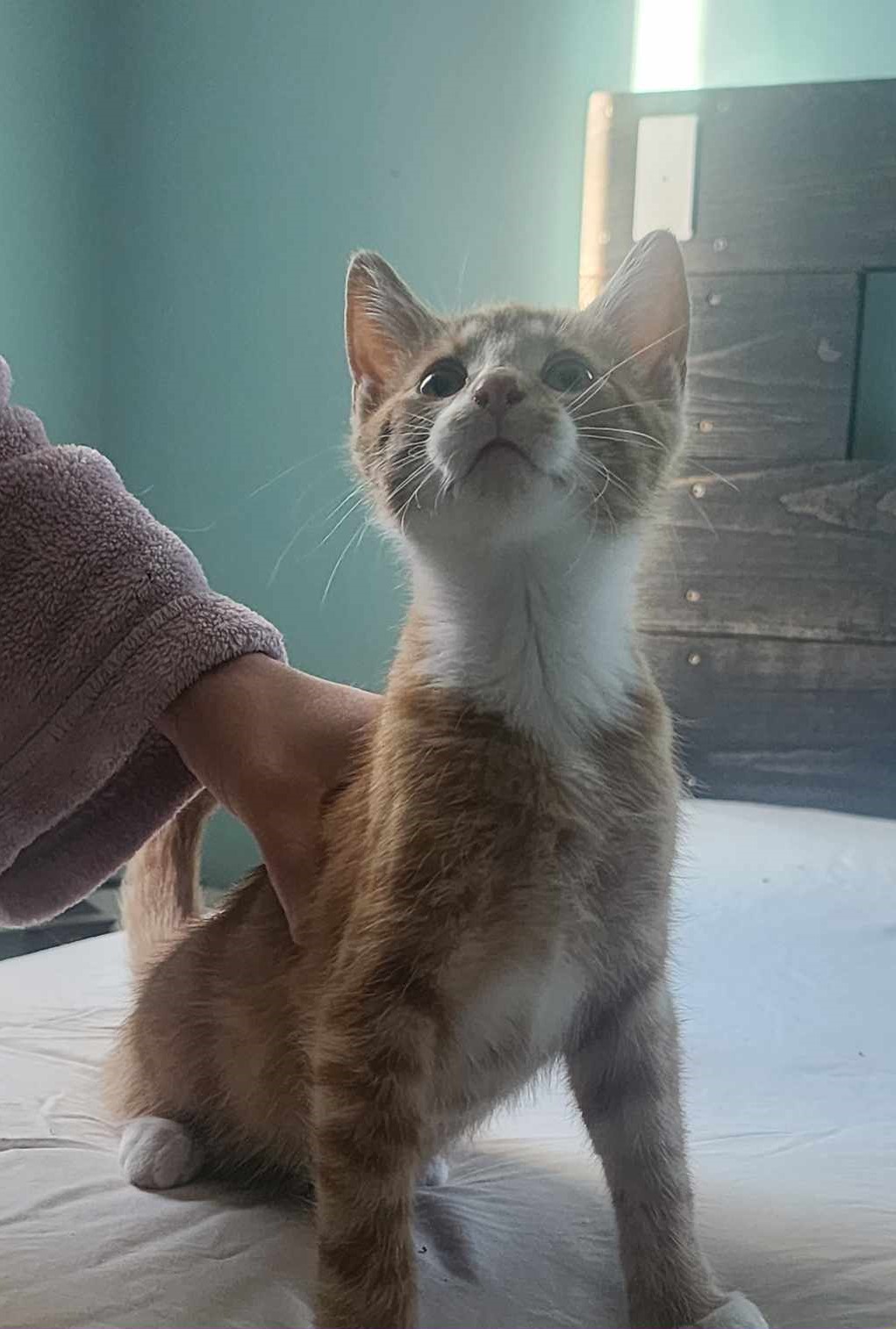 Ghost Pepper, a Adopted Domestic Short Hair in Bristol, QC image 1/2