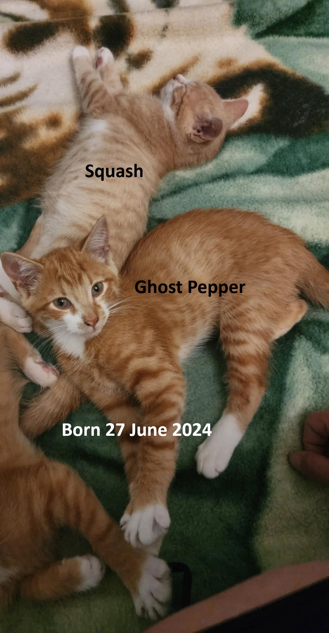 Ghost Pepper, a Adopted Domestic Short Hair in Bristol, QC image 2/2