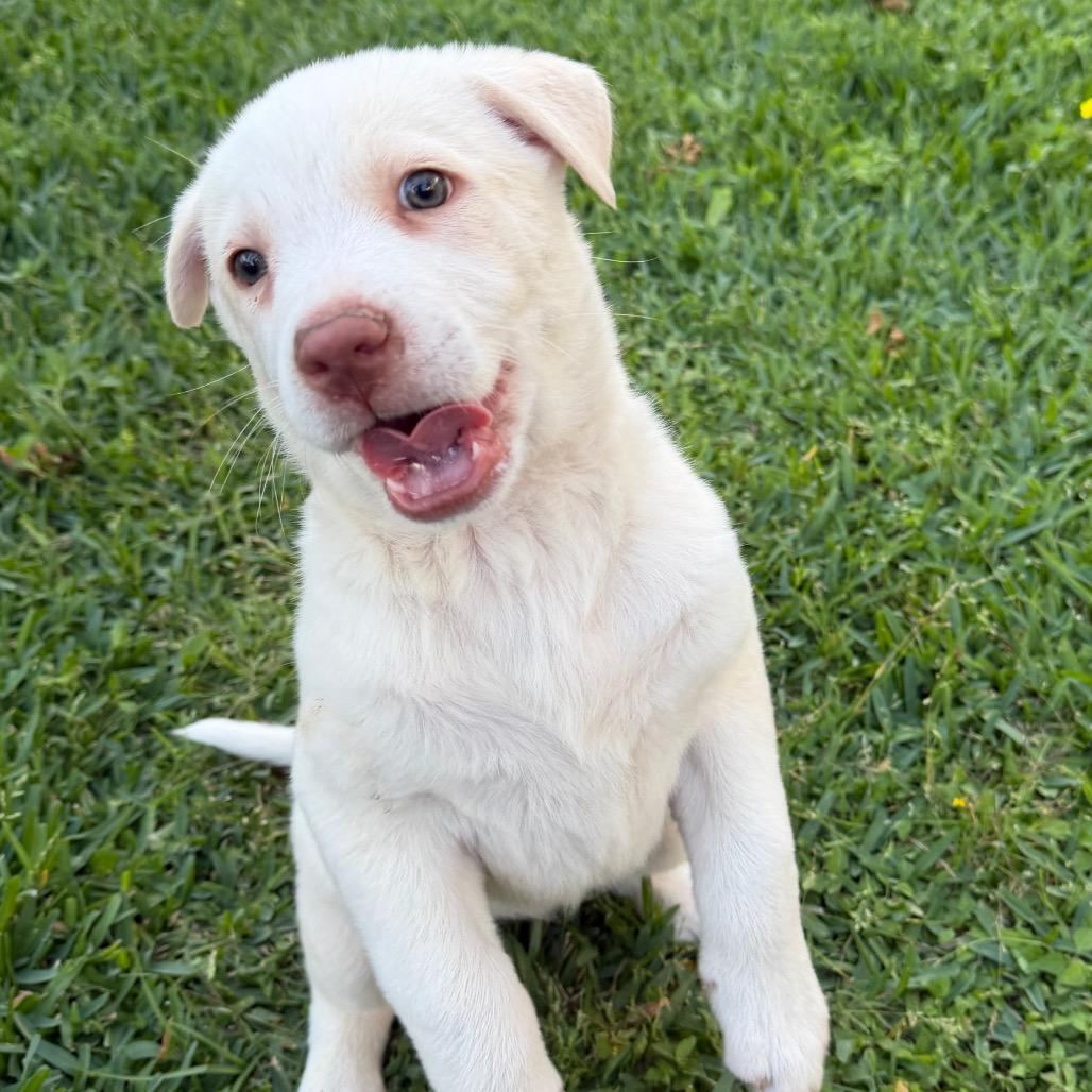 Montana , an adopted mixed breed in Bellevue, WA image 2/5