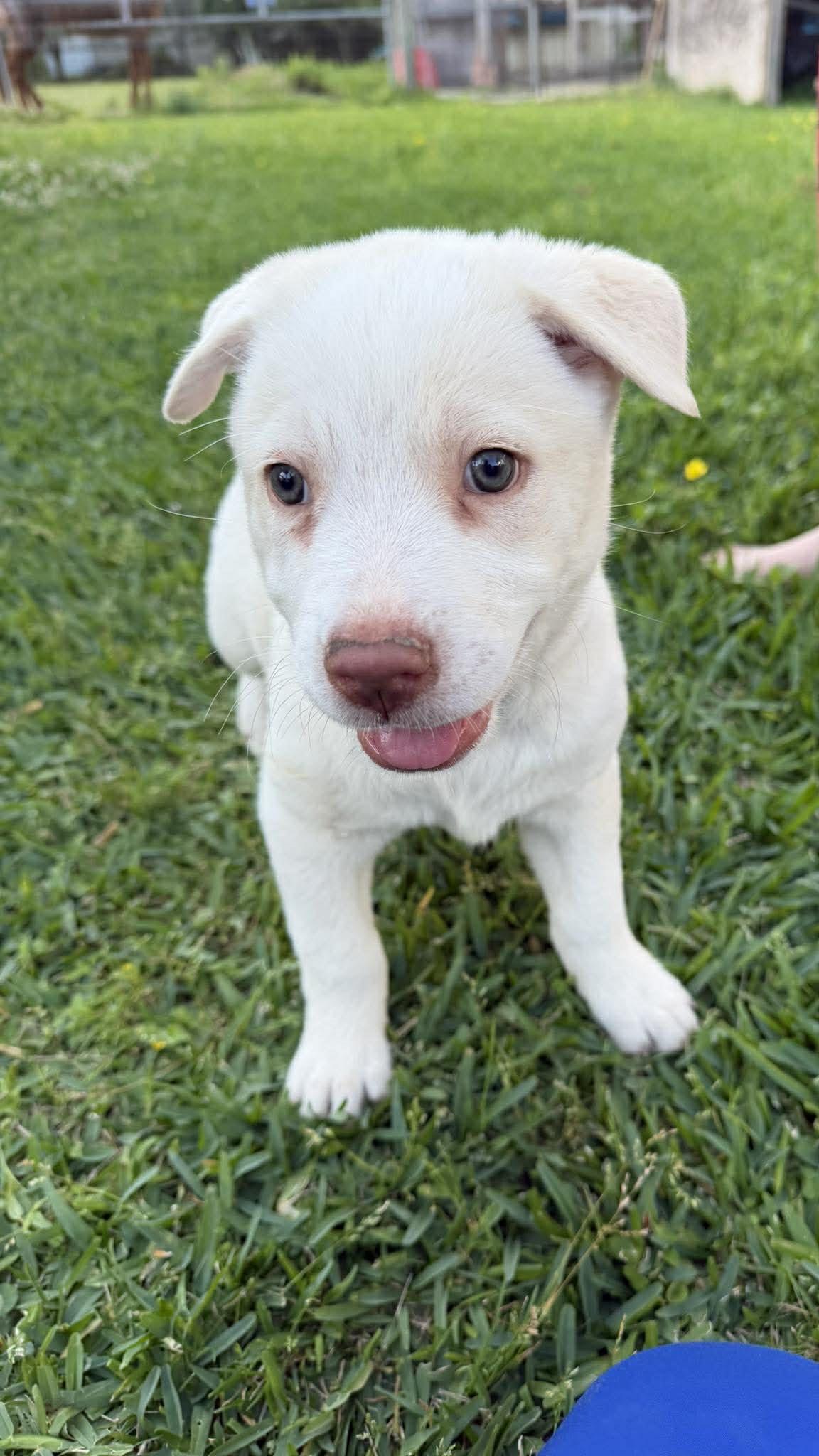 Montana , an adopted mixed breed in Bellevue, WA image 3/5
