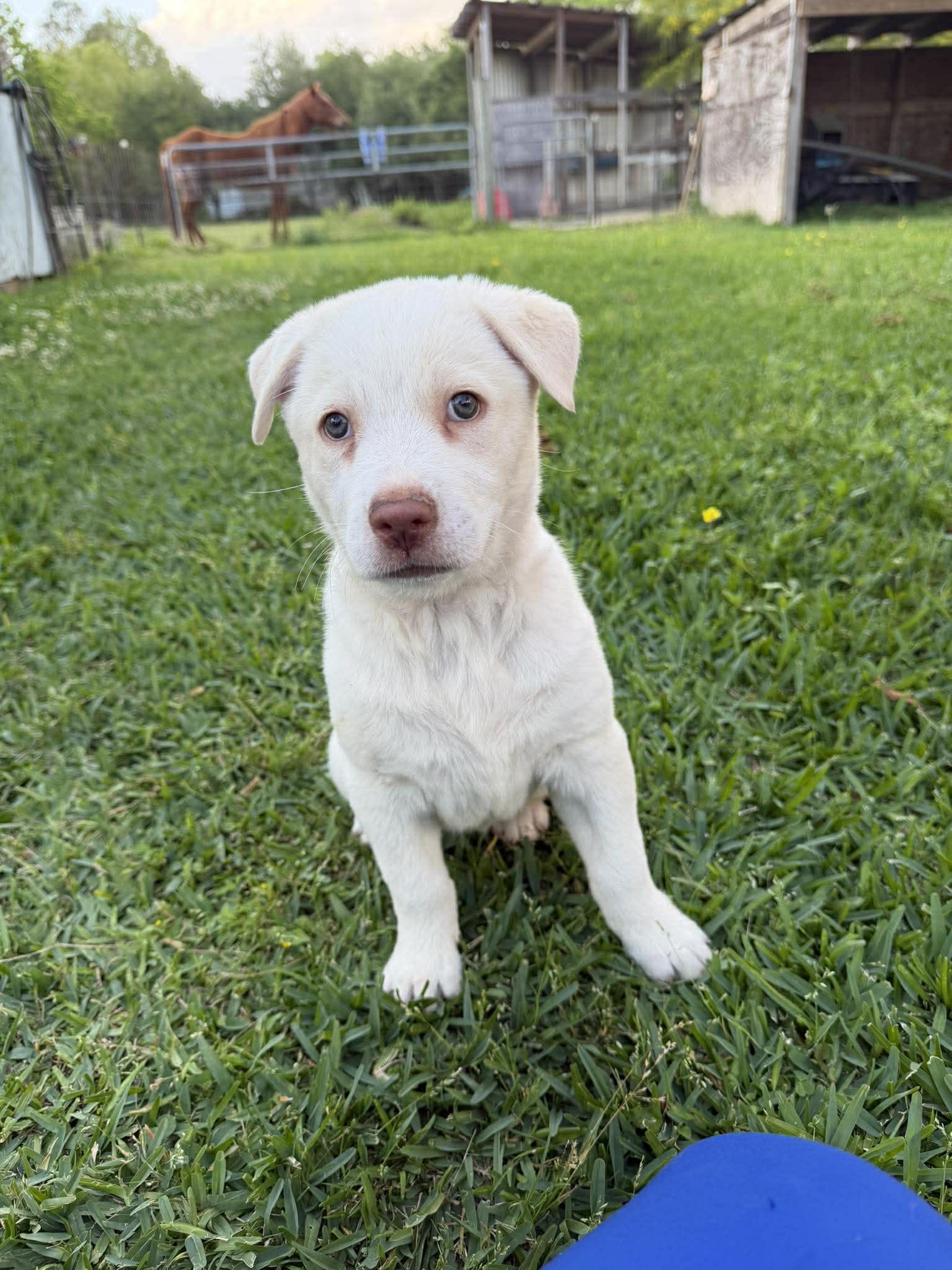 Montana , adopted, Puppy Female Labrador Retriever & Husky.