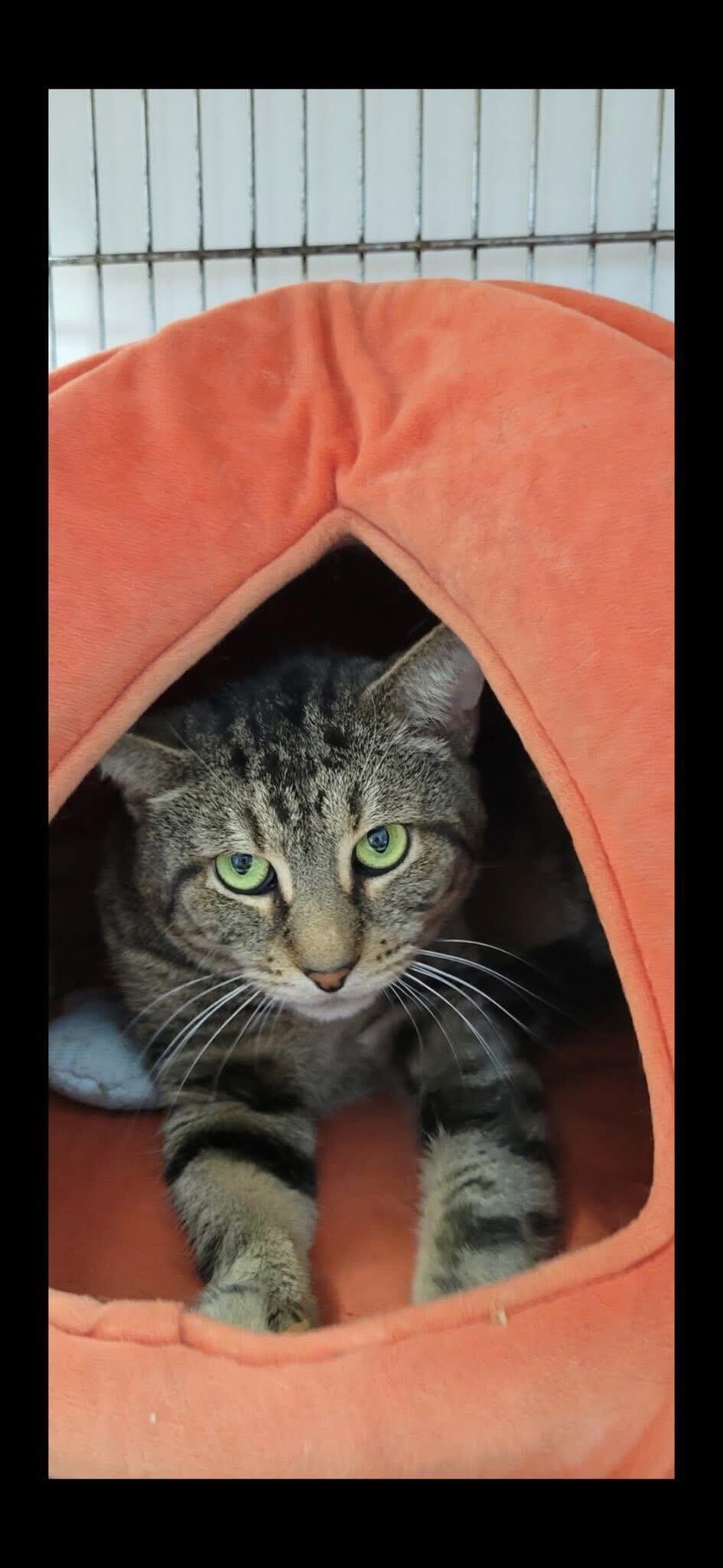 Bojangles- I'm a shy boy, ADOPTABLE, Adult Male Domestic Short Hair.