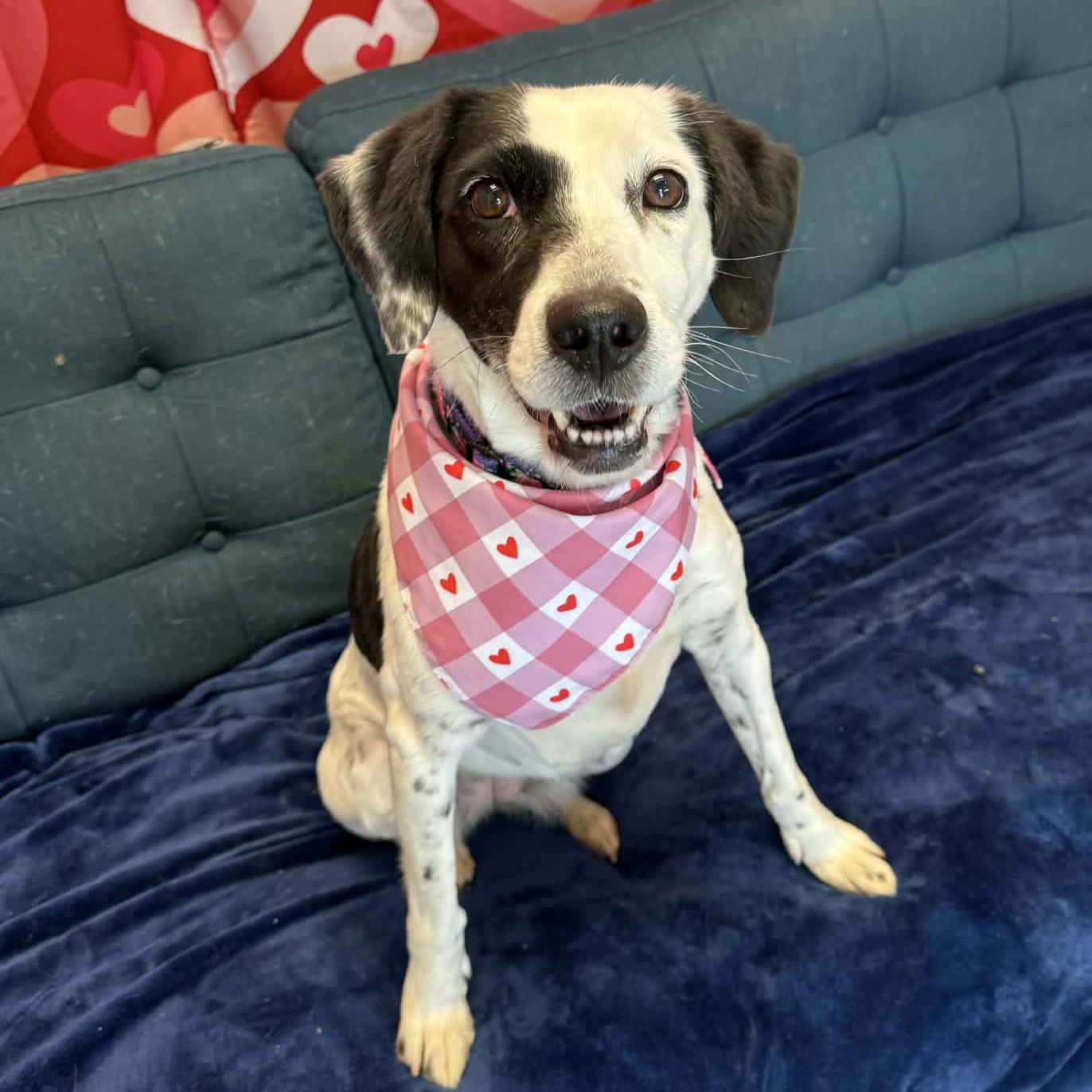 Enlarge Maylee, a ADOPTABLE mixed breed in Normal, IL image 4/6