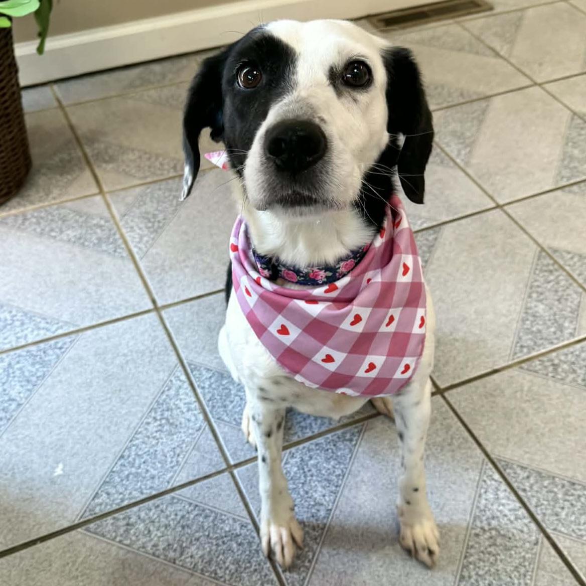 Enlarge Maylee, a ADOPTABLE mixed breed in Normal, IL image 5/6