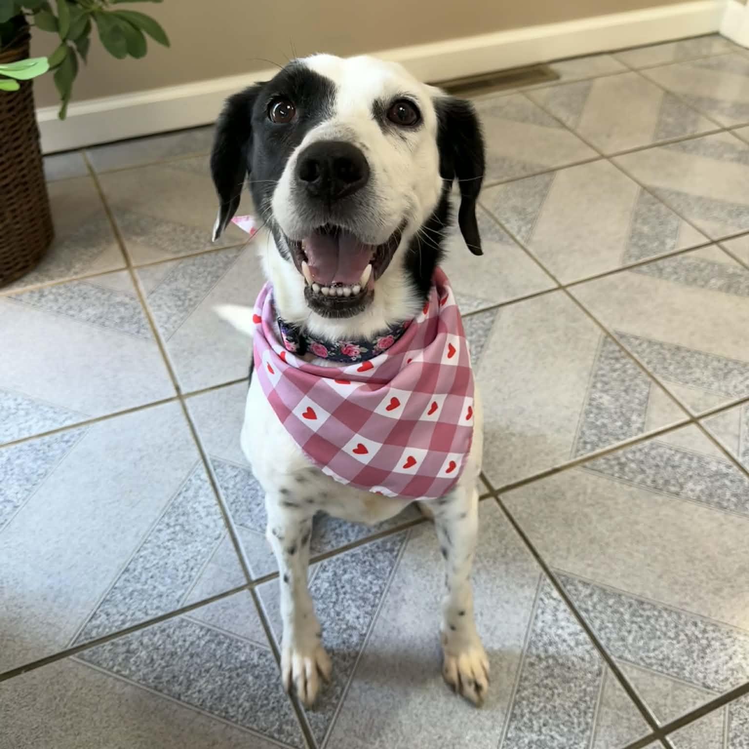 Enlarge Maylee, a ADOPTABLE mixed breed in Normal, IL image 3/6